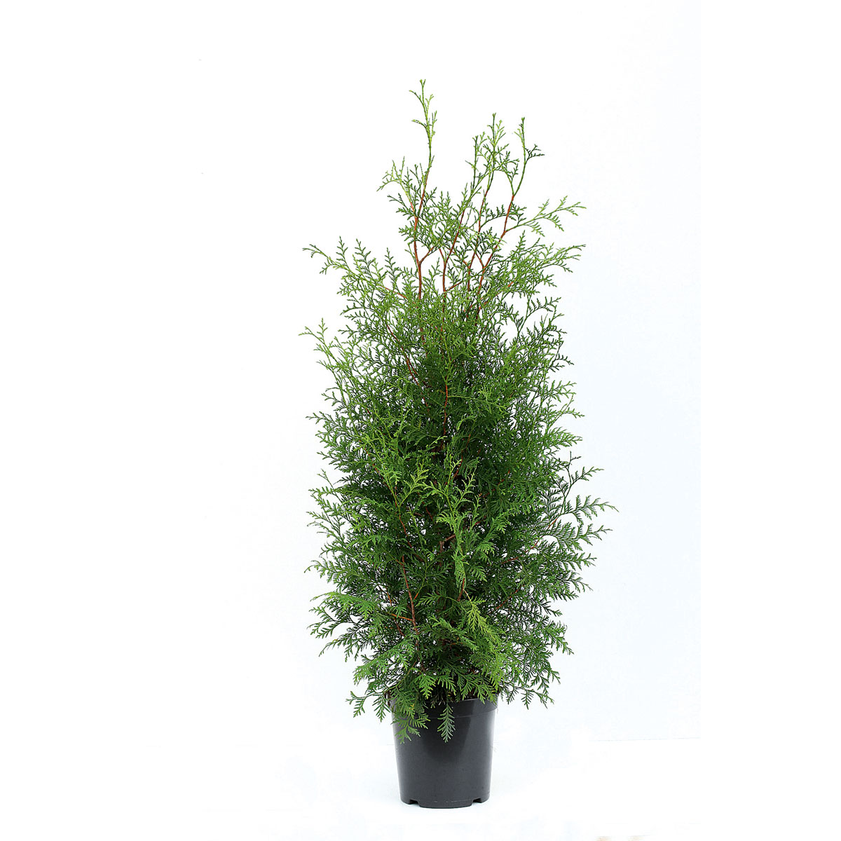 Plantiflor Lebensbaum Brabant Topf Durchmesser 17 cm Bild 2