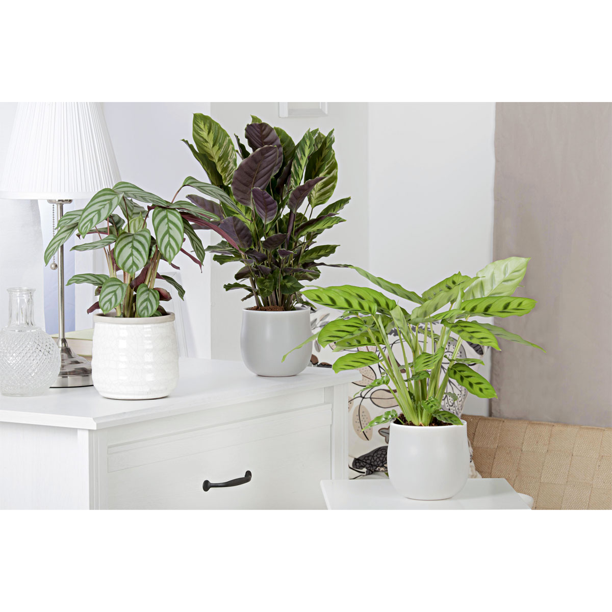 Plantiflor  Korbmarante Topf 12 cm Bild 3