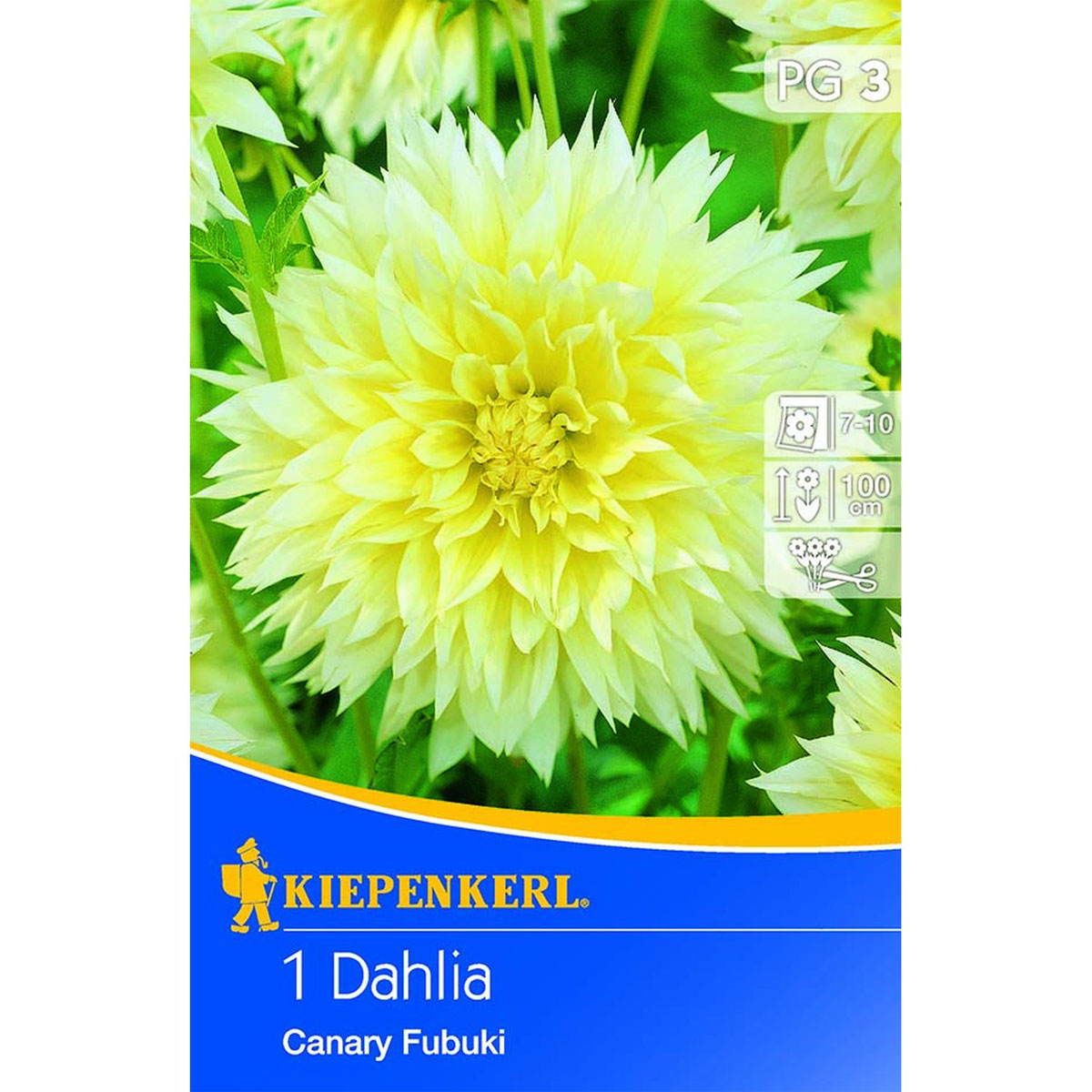 Kiepenkerl Dahlie Canary Fubuki 1 Stk.