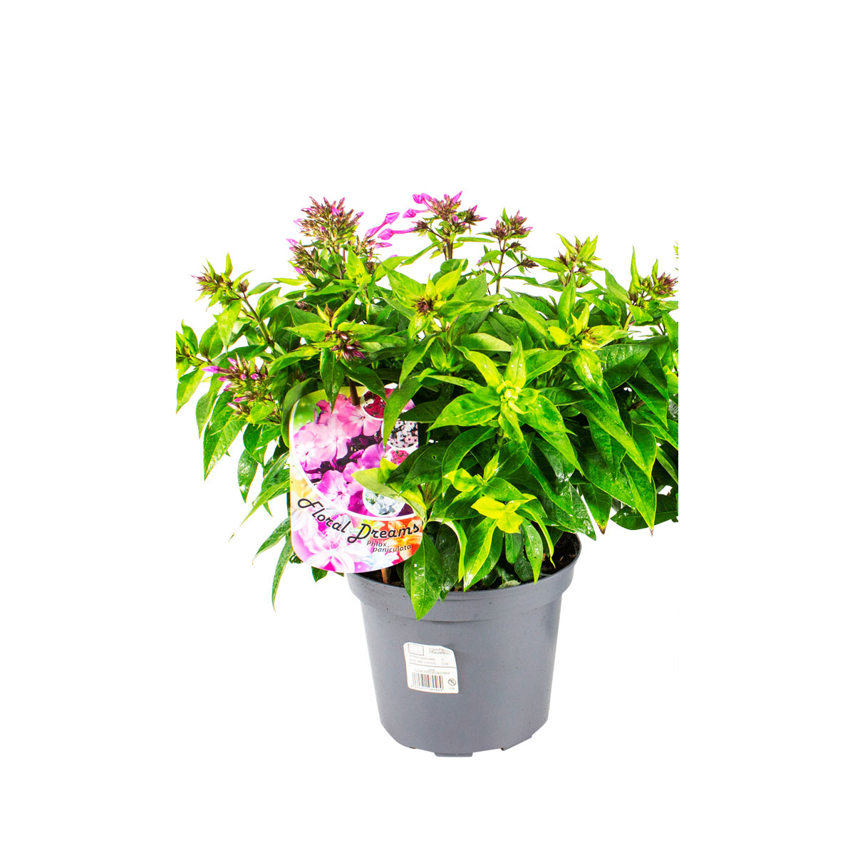 Plantiflor Hohe Flammenblume Topf- Durchmesser 19 cm