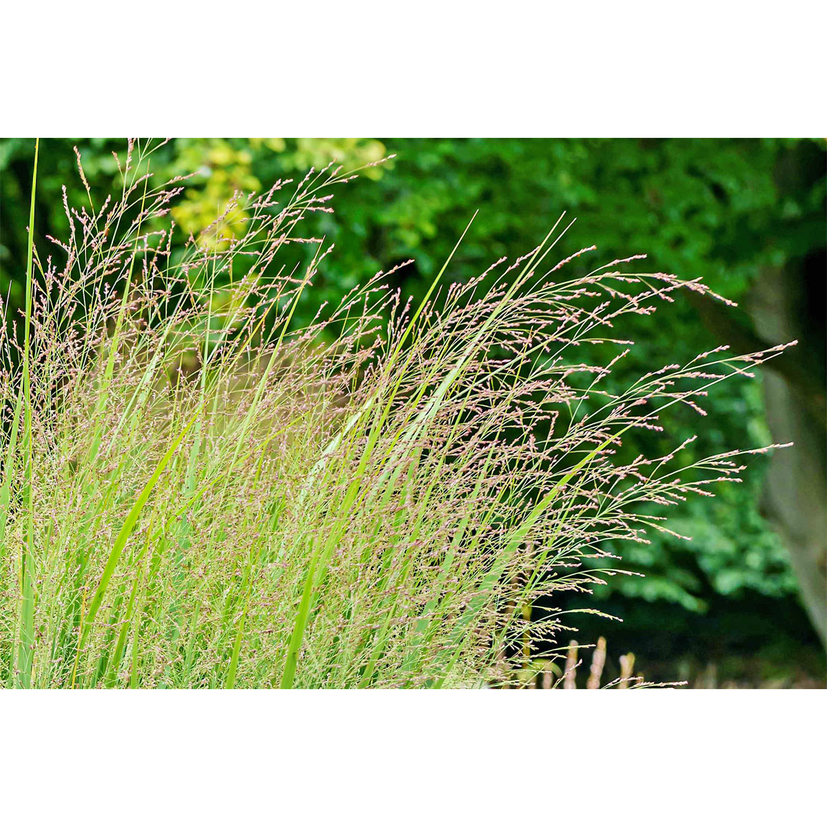 Plantiflor  Ruten-Hirse Topf- Durchmesser 23 cm Bild 5