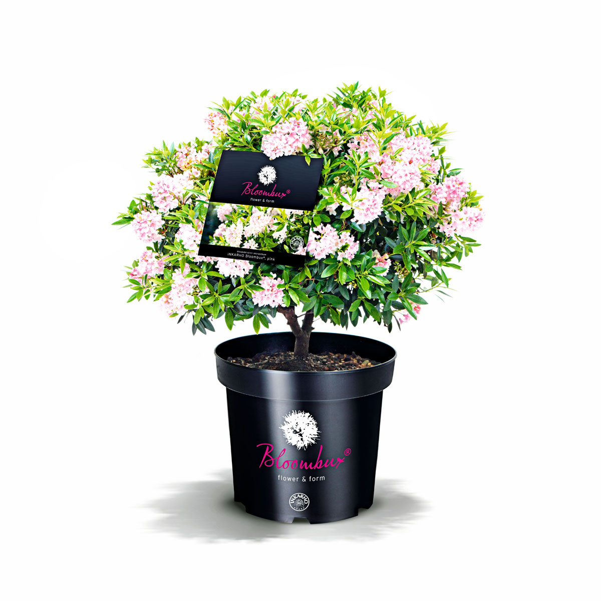 Rhododendron Bloombux Topf Durchmesser 17 cm Rhododendron Bloombux Topf Durchmesser 17 cm