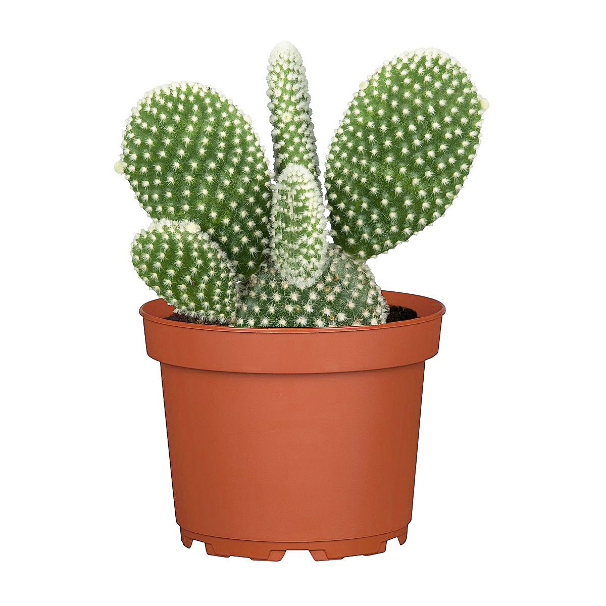 Plantiflor  ZKAK Opuntia Mix microdasys T8,5 PC