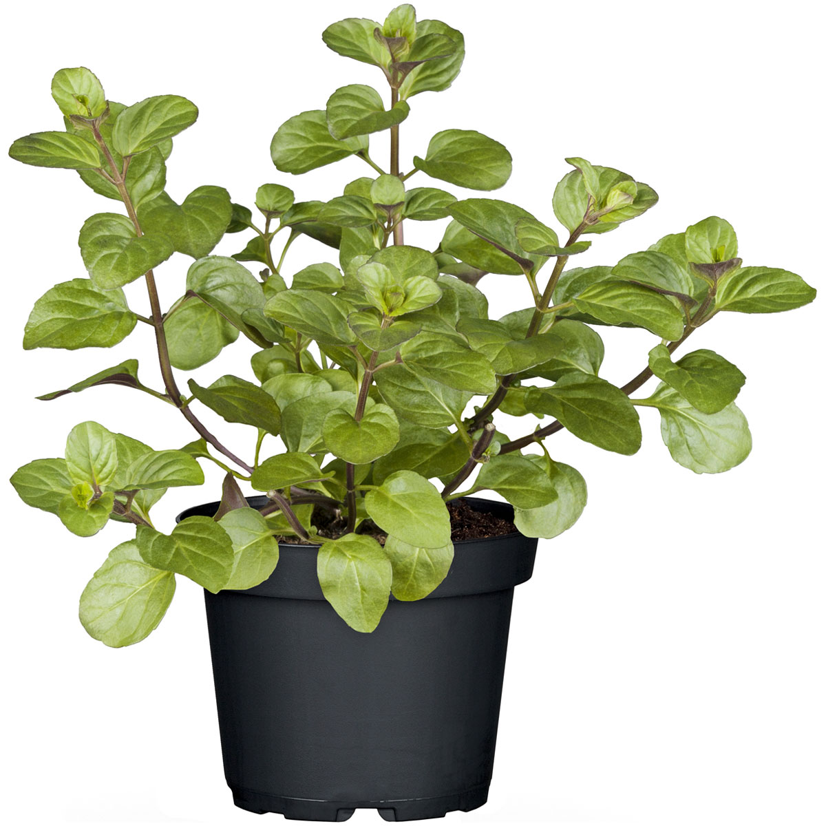 Plantiflor Gourmetkräuter Echte Minze Topf Durchmesser 12 cm Bild 1