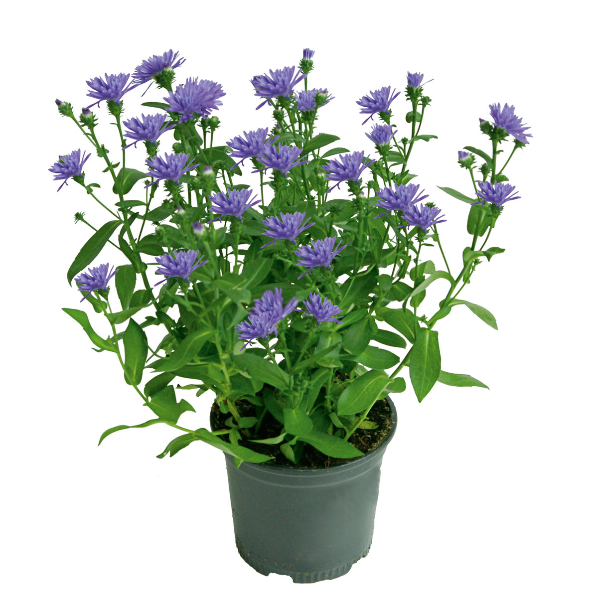 Plantiflor  Herbstaster Trio Topf Durchmesser 13 cm