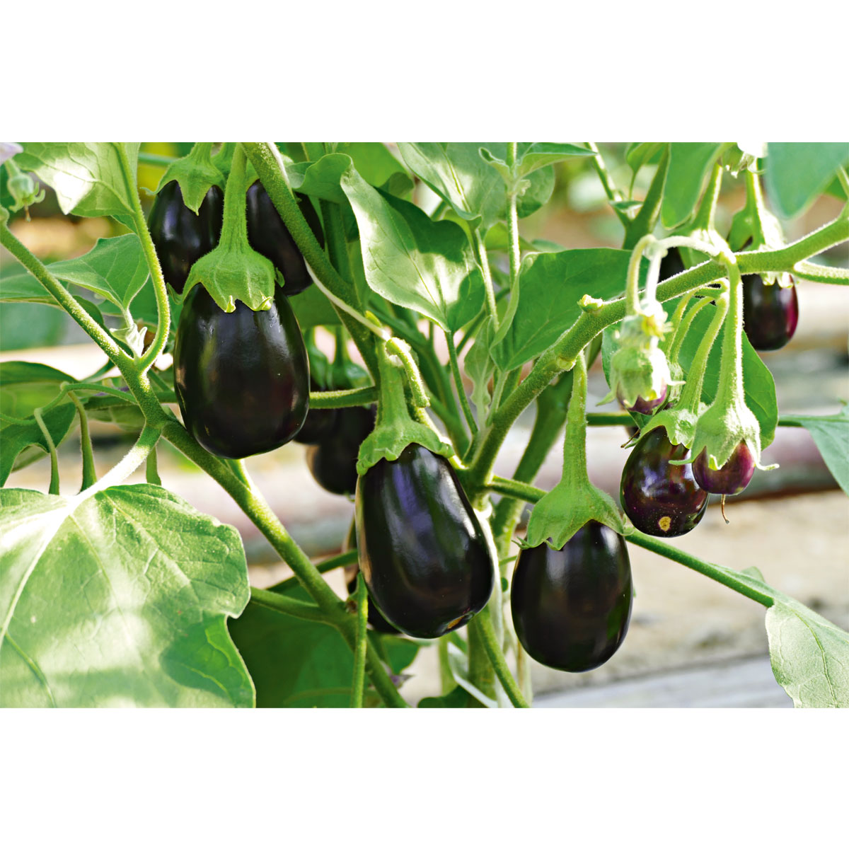 Bio-Gourmet Aubergine Jackpot Topf Durchmesser 11 cm Bio-Gourmet Aubergine Jackpot Topf Durchmesser 11 cm