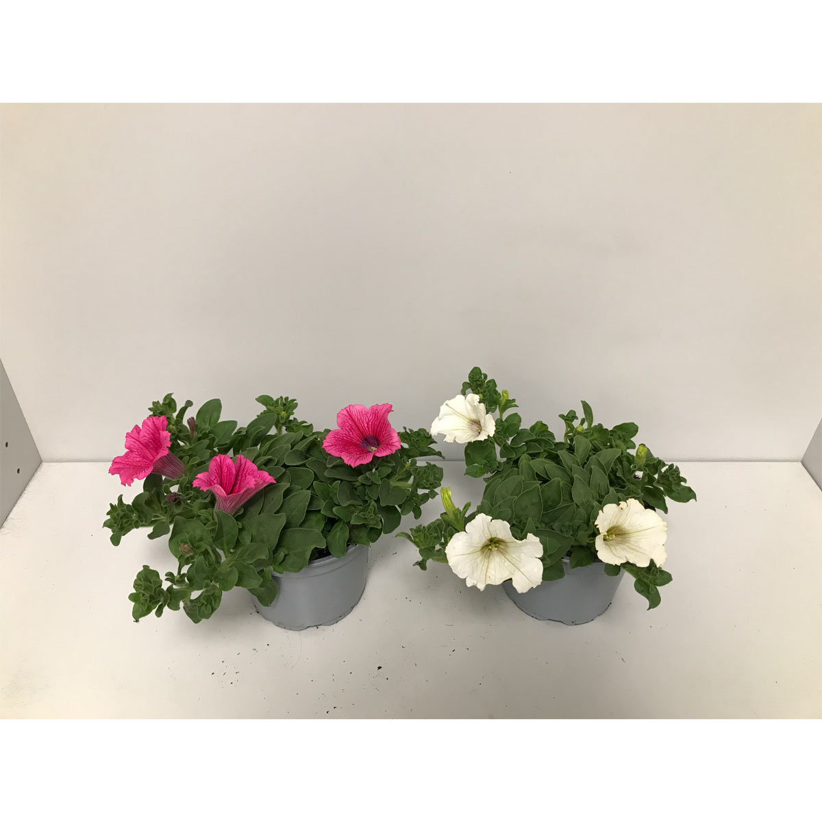 Plantiflor  Petunie Surfinia Topf Durchmesser 12 cm