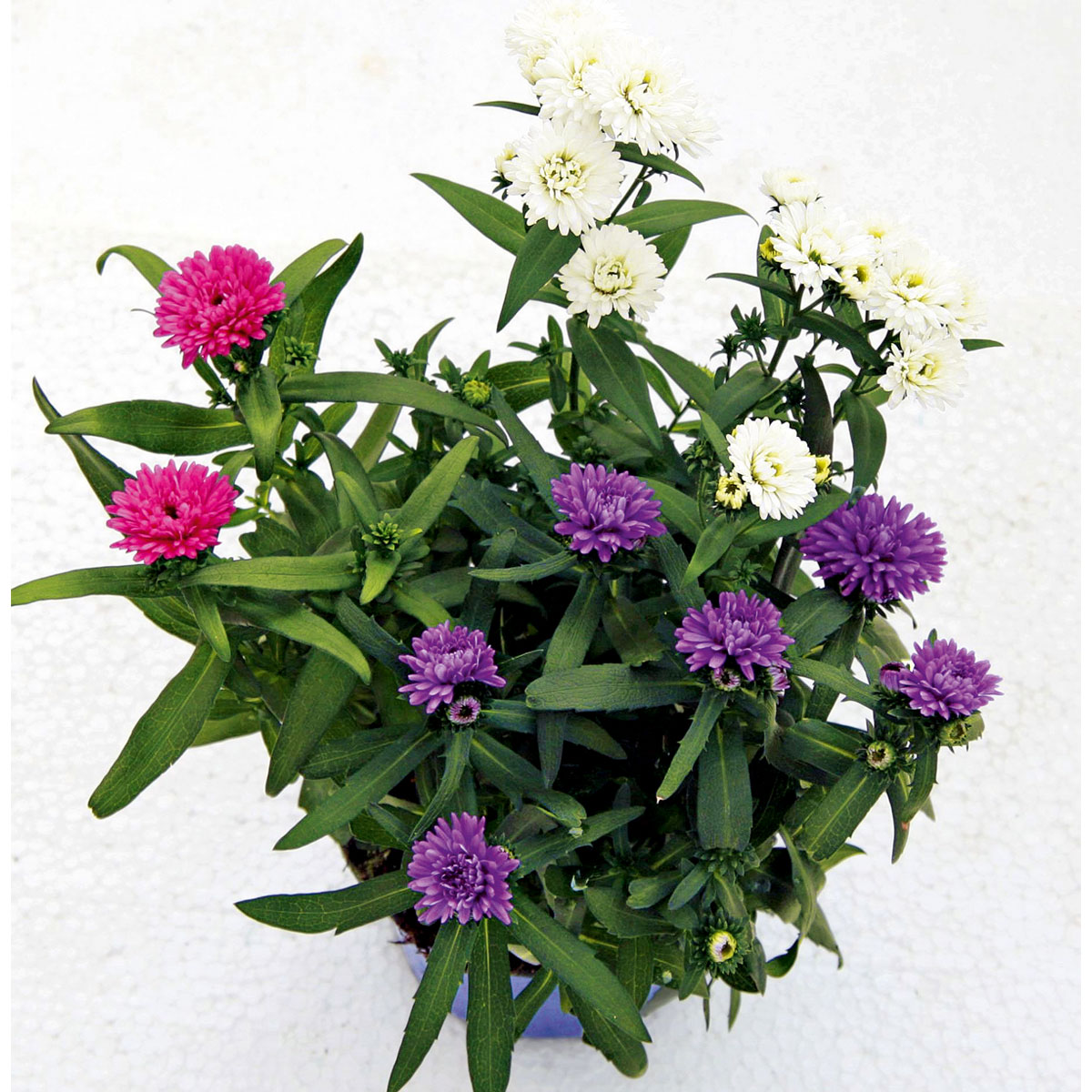 Plantiflor  Herbstaster Trio Topf Durchmesser 13 cm Bild 3