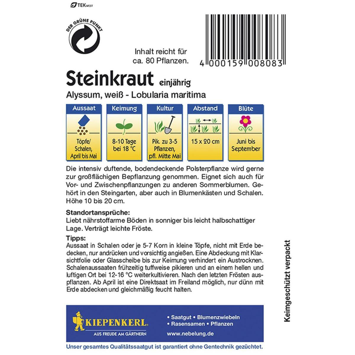 Kiepenkerl Steinkraut Alyssum weiß Bild 2