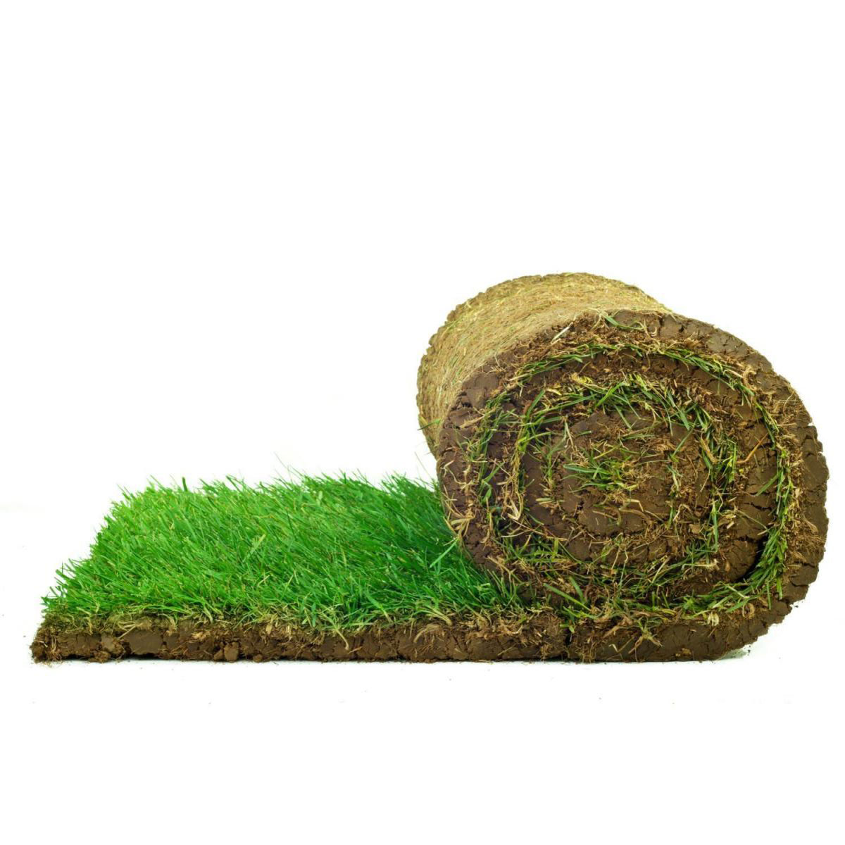 Plantiflor Rollrasen Sport und Spiel 350141