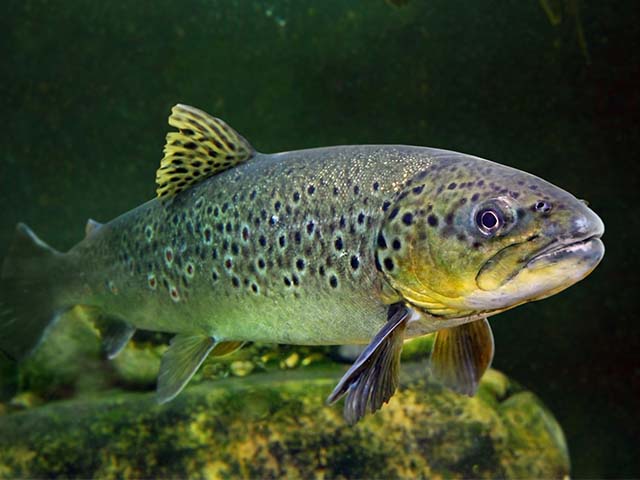 Teichfischfutter Teichfischfutter