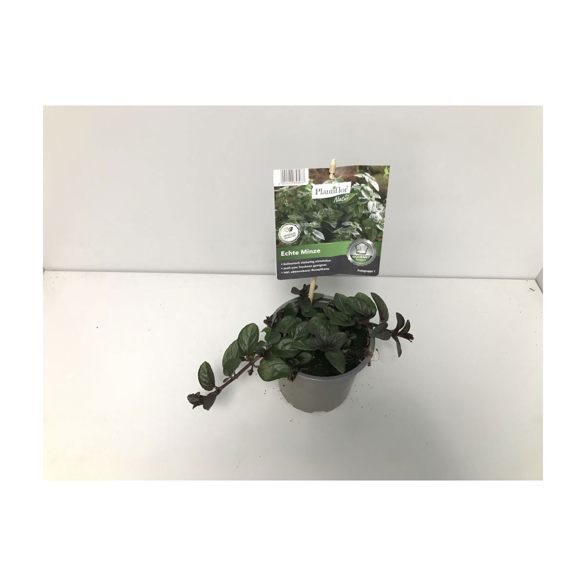 Plantiflor Gourmetkräuter Echte Minze Topf Durchmesser 12 cm Bild 2