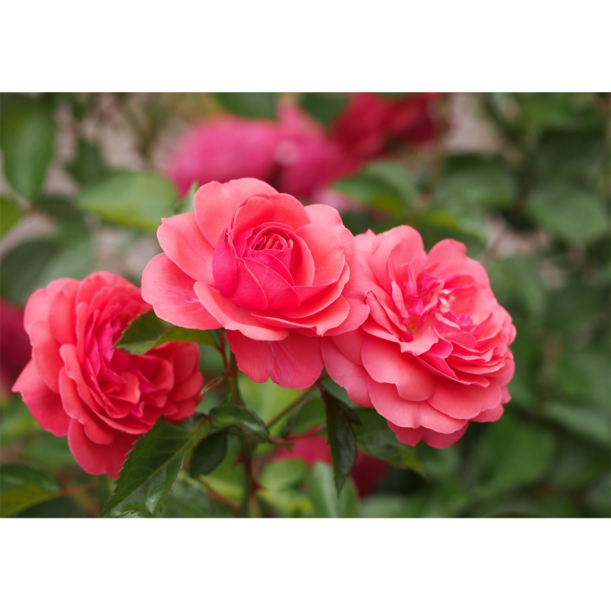 Plantiflor  Beetrose Rosa Topf Durchmesser 19 cm