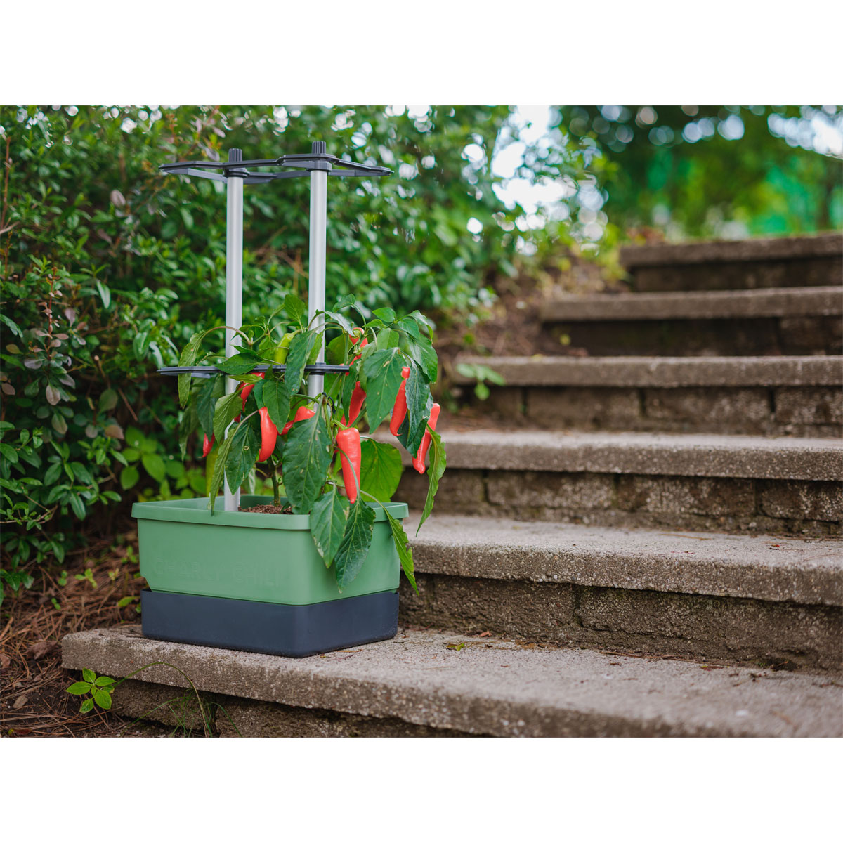 Rankhilfe Charly Chily dunkelgruen Bild 3