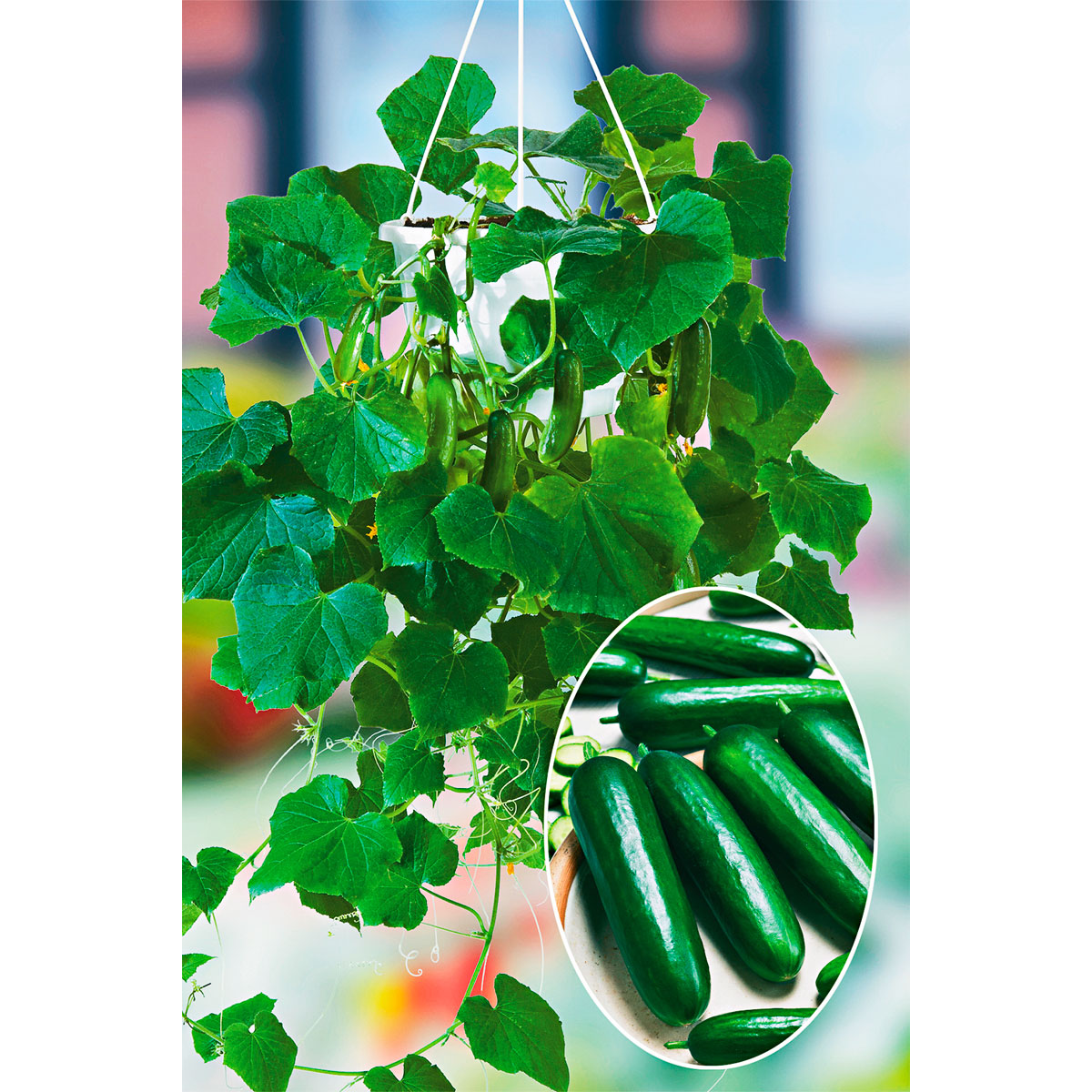 Plantiflor  Snackgurke, Topf Ø 12 cm Bild 2