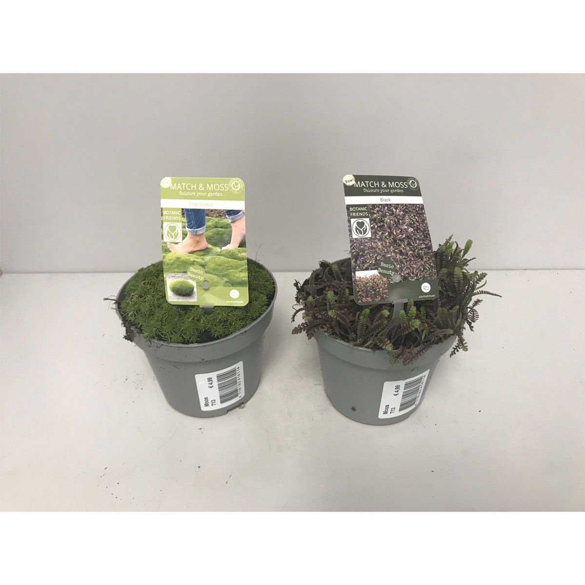Plantiflor  Trittfester Moos Forest- Lime und Sea-Green T13 Plantiflor  Trittfester Moos Forest- Lime und Sea-Green T13