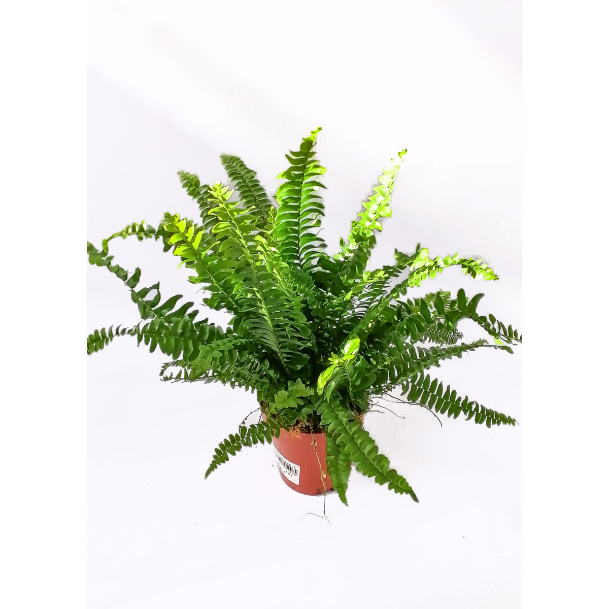 Plantiflor  Schwertfarn 35-40 cm T12/13