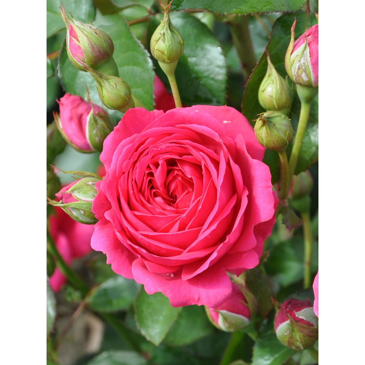 Plantiflor  Beetrose Lila Topf Durchmesser 19 cm