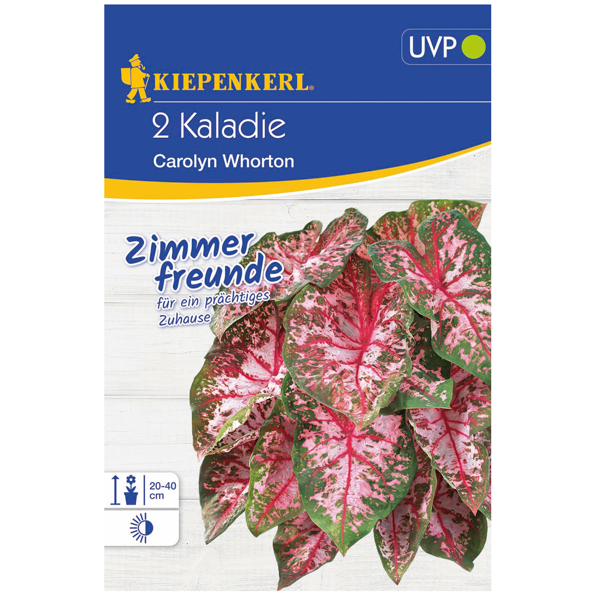 Kiepenkerl Kaladie Carolyn Whorton Größe 2 2 Stück Bild 1