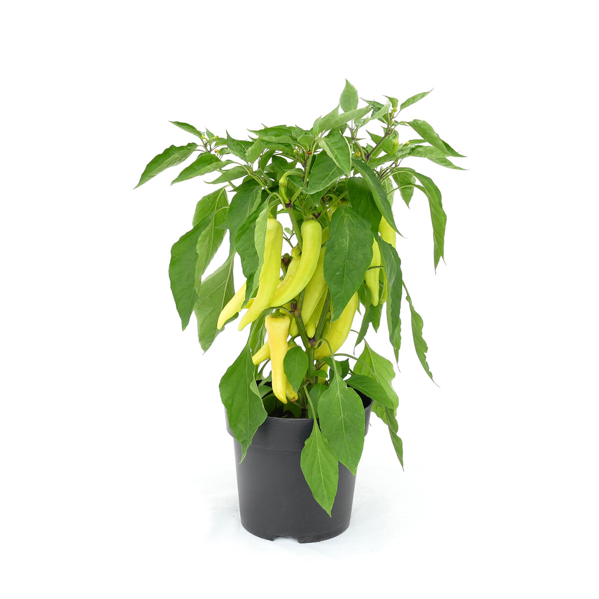 Plantiflor  Paprika Sweet Banana Topf 19 cm