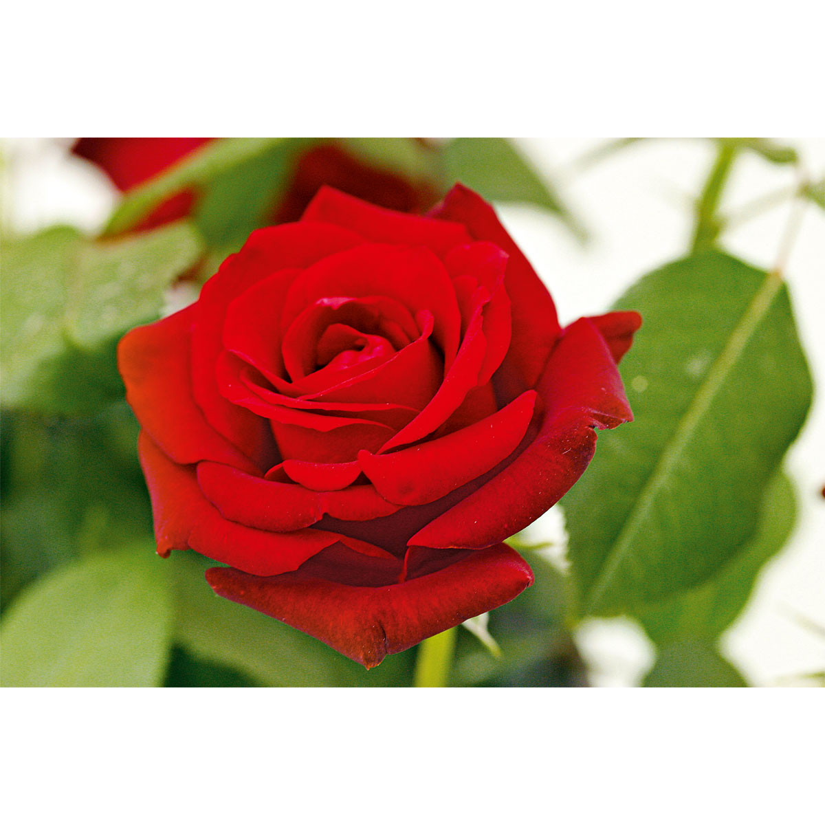 Plantiflor  Edel-Duftrose rot Topf 23 cm Bild 5