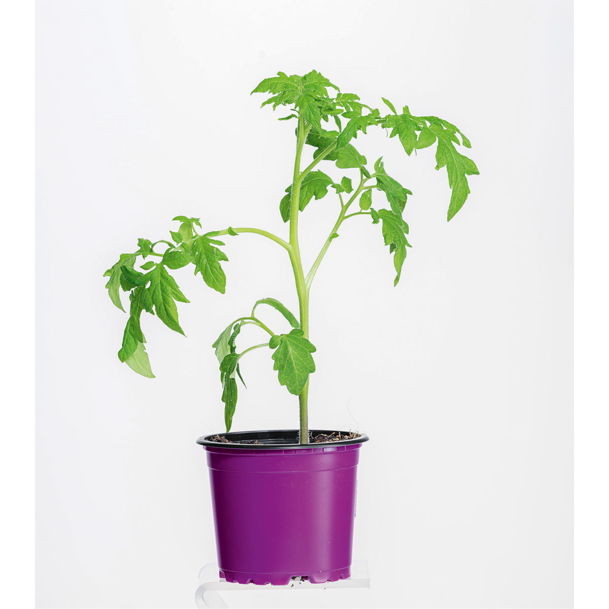 Plantiflor Bio Gourmet Tomaten Ananas Topf Durchmesser 11 cm Bild 1