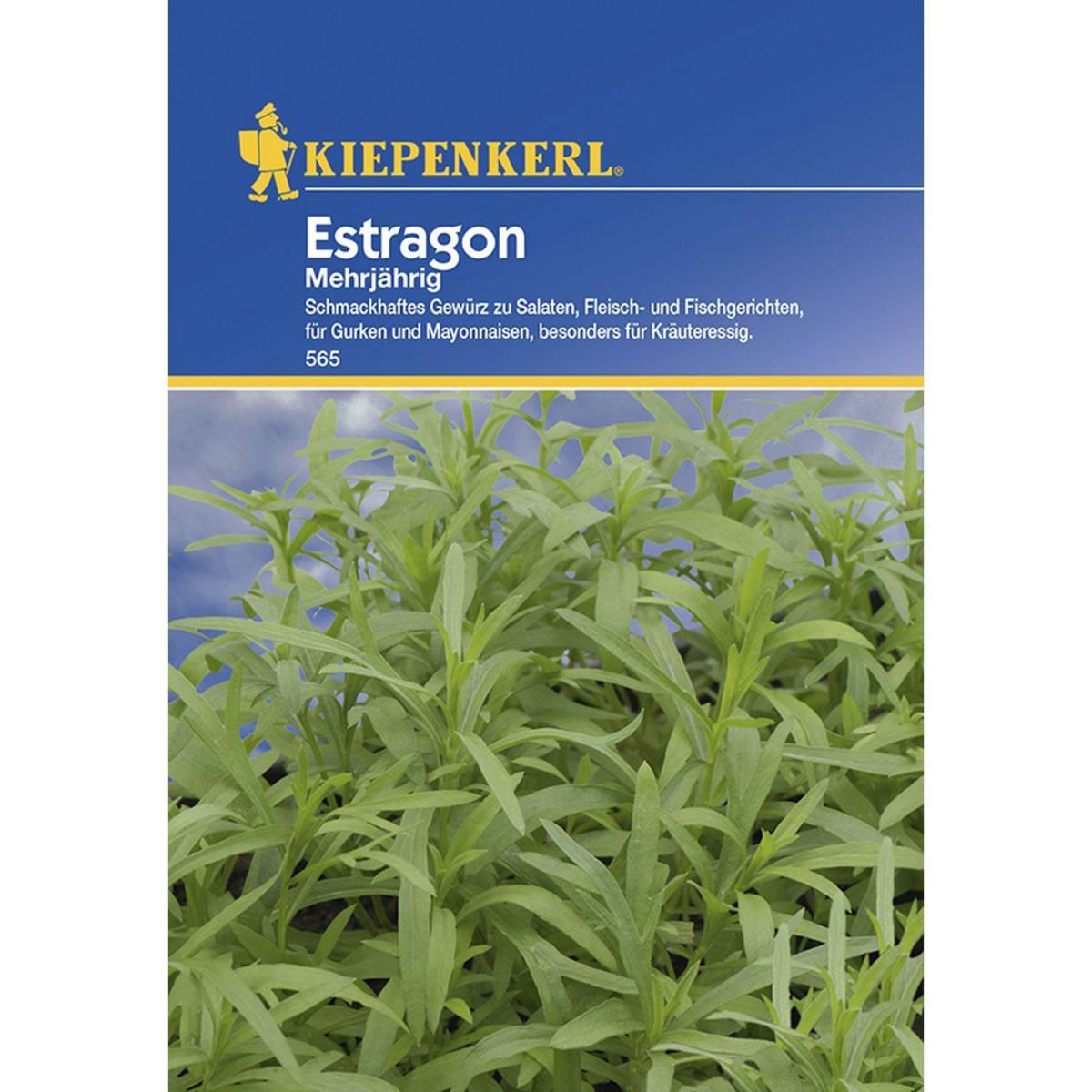 Kiepenkerl Estragon mehrjährig Bild 1