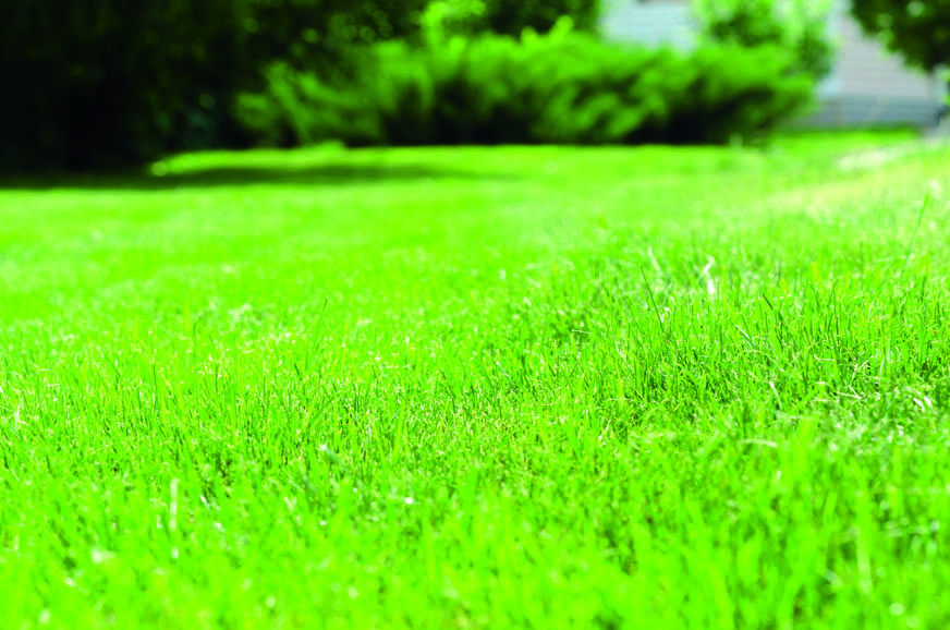 Grüne Rasenfläche mit saftigem Gras