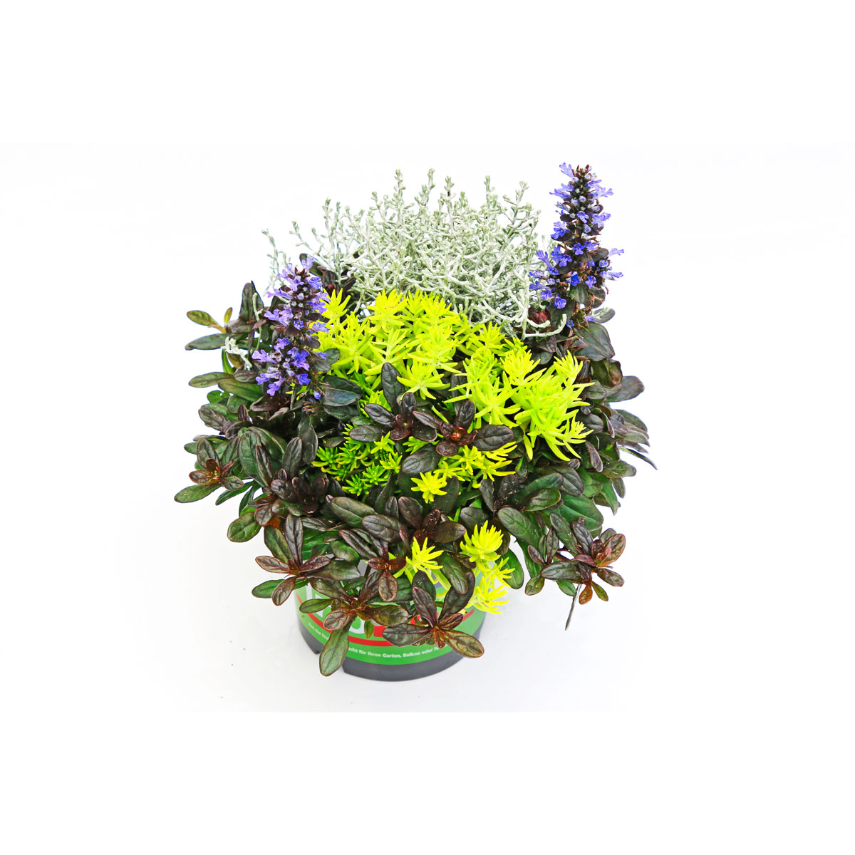 Plantiflor  Herbstpflanzen-Trio TrioLino Topf Durchmesser 13 cm