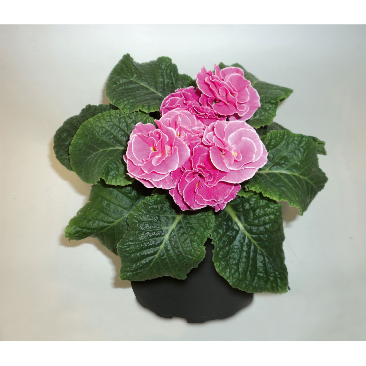 Plantiflor  Primeln Sonderfarben Topf Durchmesser 11 cm Bild 1