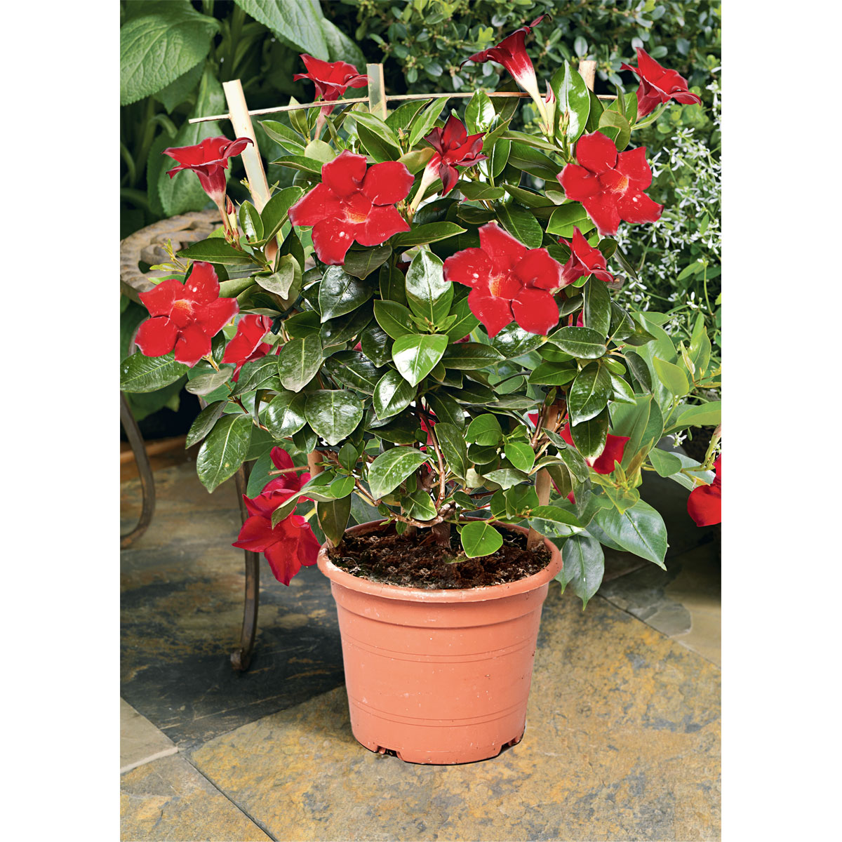 Plantiflor  Dipladenia Sundaville am Spalier Topf- Durchmesser 14 cm Bild 3