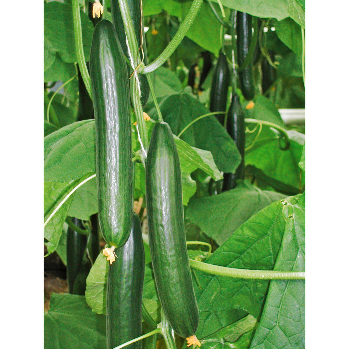 Plantiflor  Schlangengurke plastikfrei Topf 12 cm Bild 2