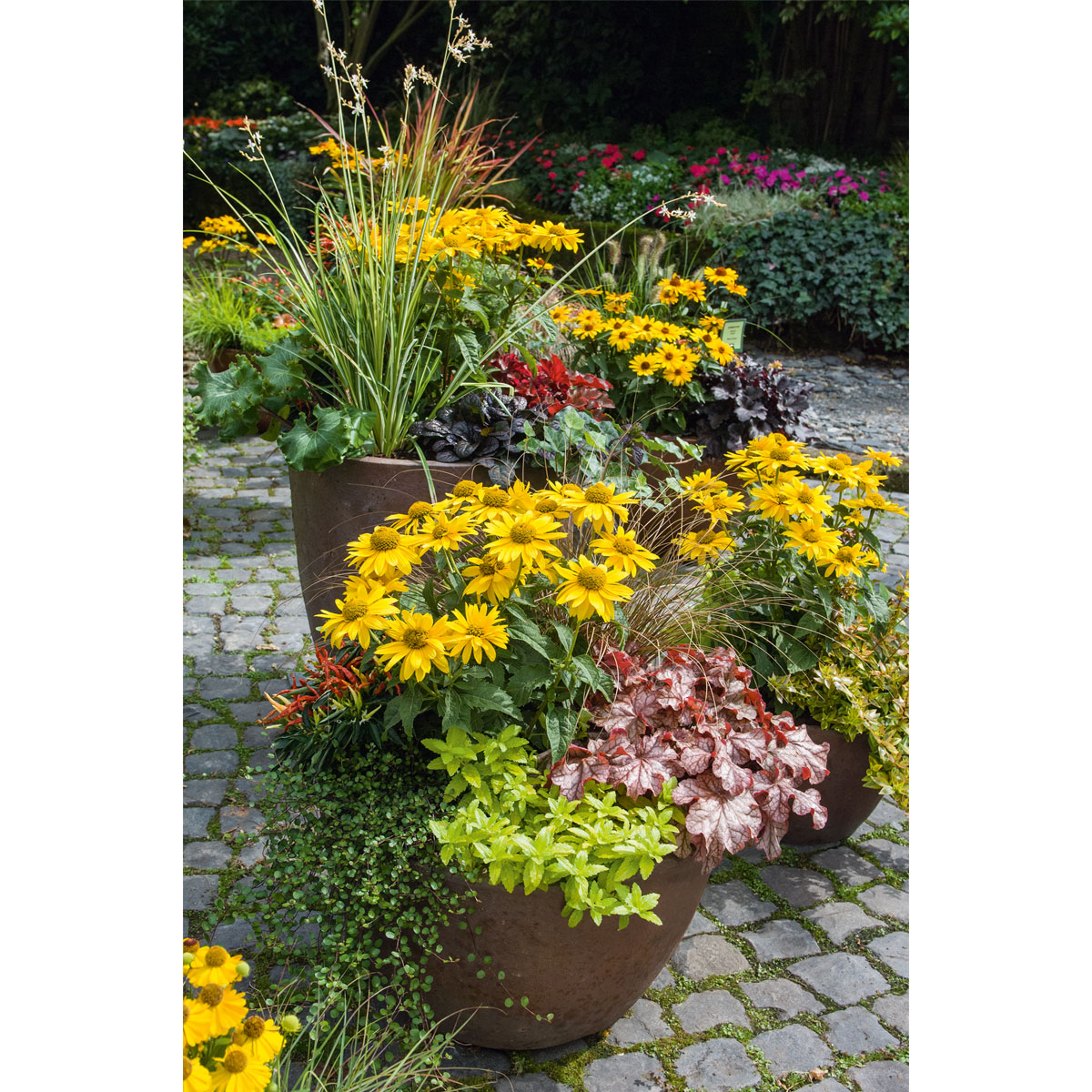 Plantiflor Garten-Sonnenauge C3 Bild 5