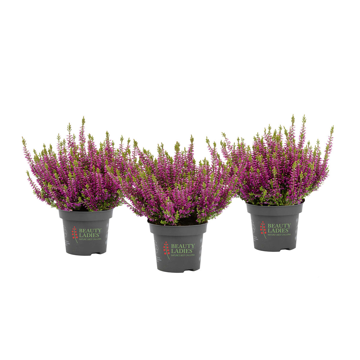 Plantiflor  Knospenheide Beauty Ladies Topf Durchmesser 9,5 cm Bild 2