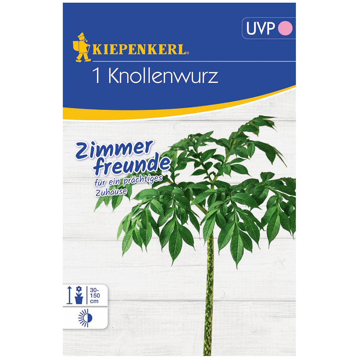 Kiepenkerl Knollenwurz Größe 18+ 1 Stück Bild 1