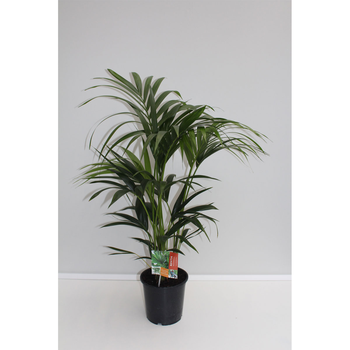 Plantiflor Kentia Palme 110 cm Topf 21 cm Bild 2