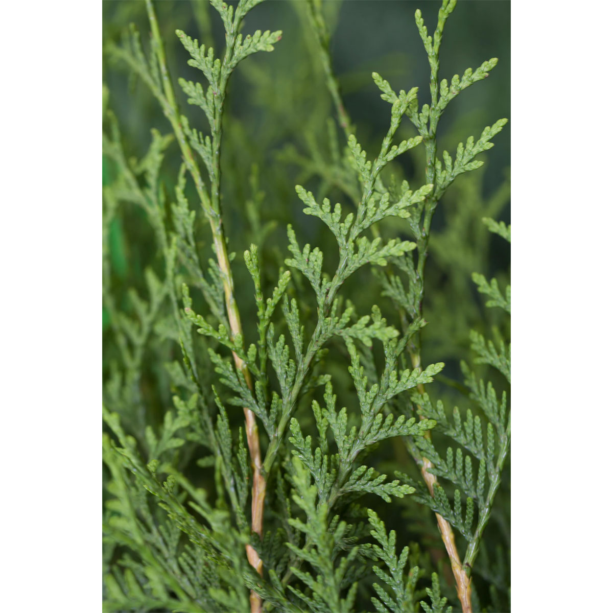 Plantiflor Lebensbaum Brabant Topf Durchmesser 17 cm Bild 1