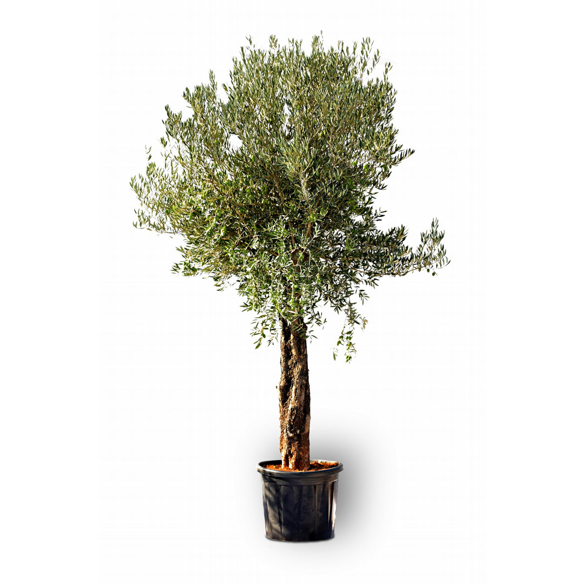 Plantiflor Oliven-Stamm Old Skin