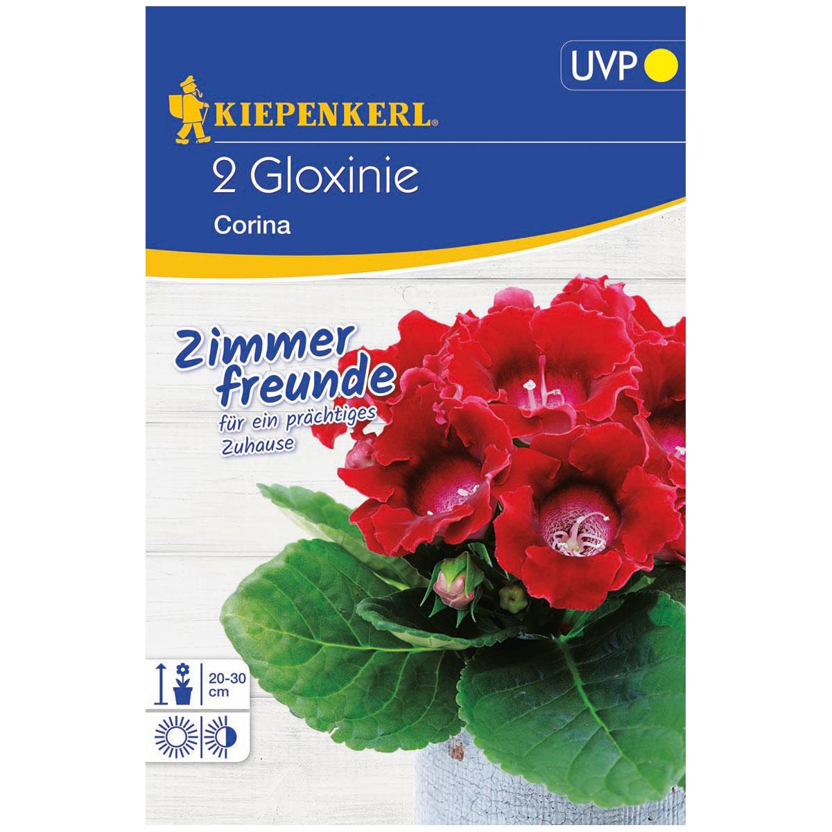 Kiepenkerl Gloxinie Corina Größe 5+ 2 Stück Bild 1