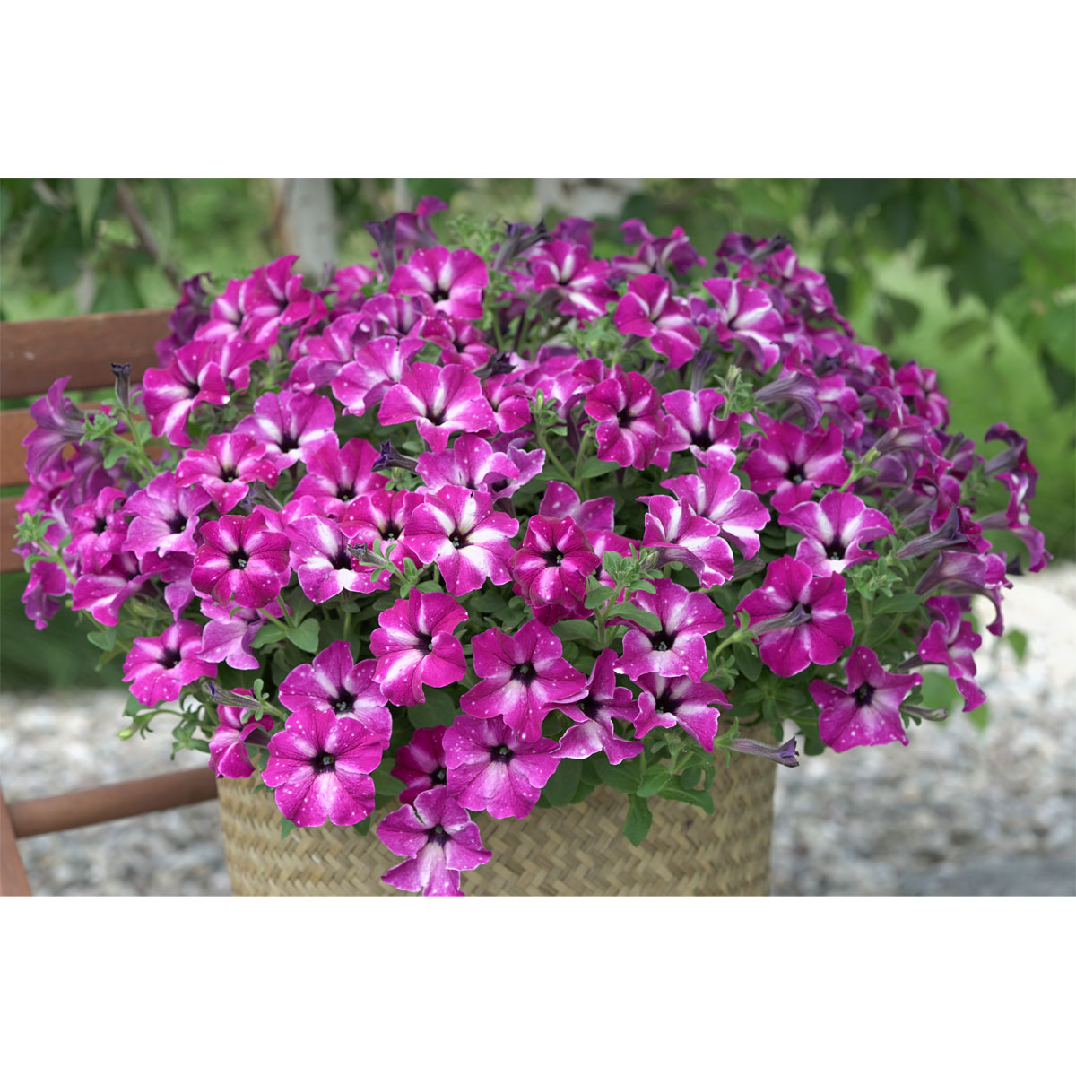 Plantiflor Petunie Sky Family Topf Durchmesser 12 cm Bild 4