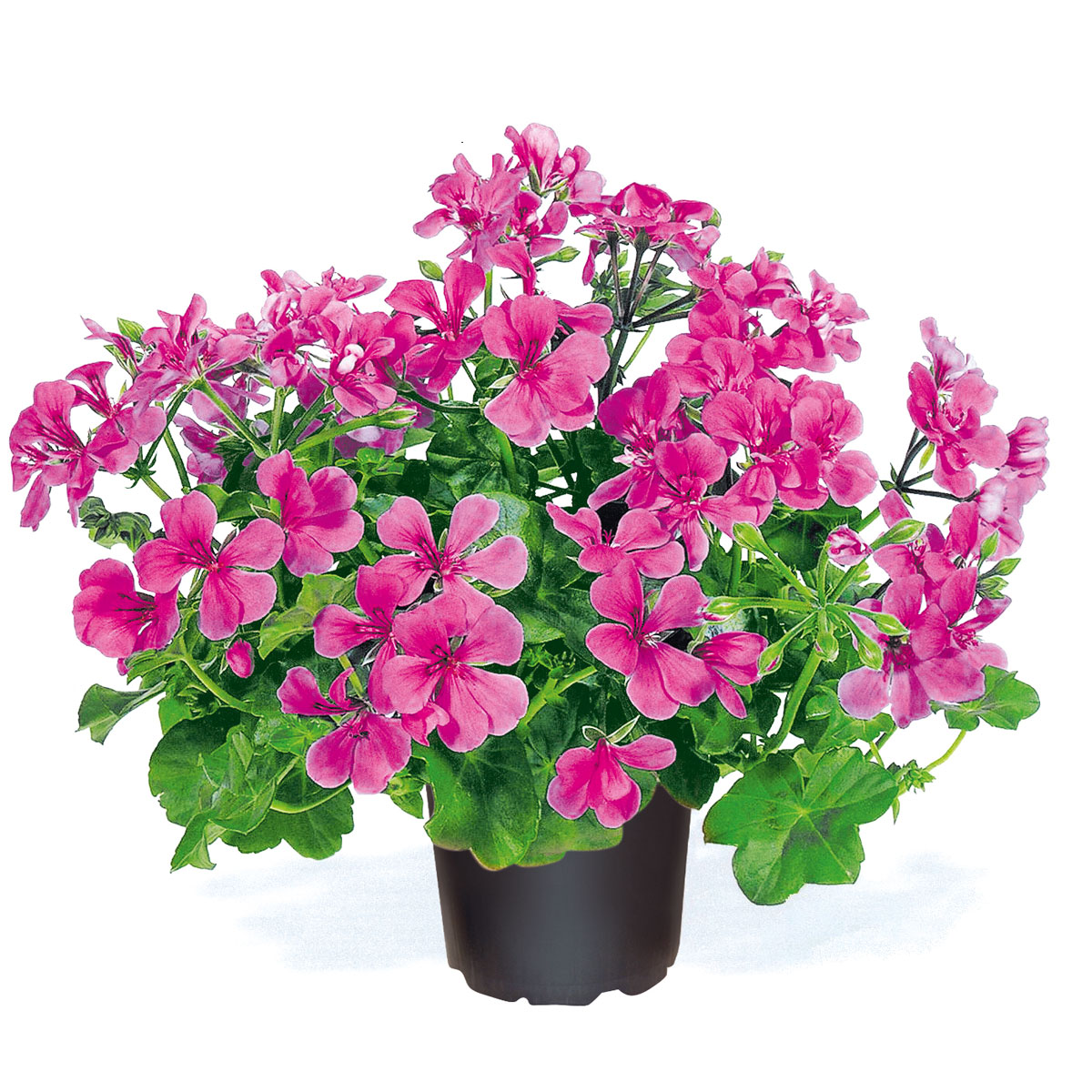 Geranie hängend verschieden Farben Topf Durchmesser 12 cm Bild 1