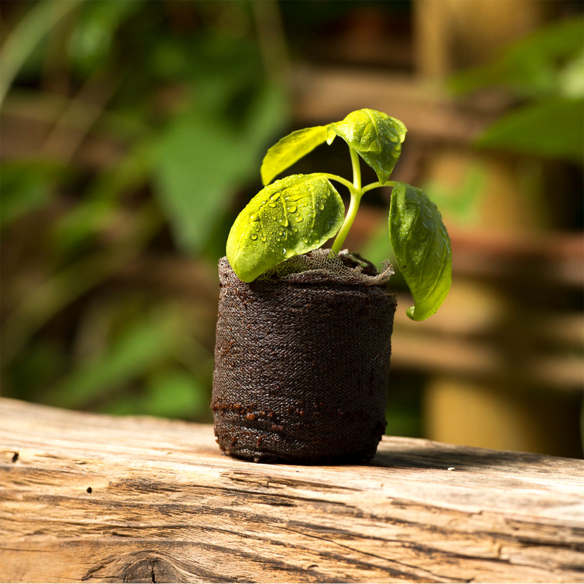 Windhager  Anzucht-Quelltabs 3,5x3,5x0,6 cm 50 Stück Bild 2