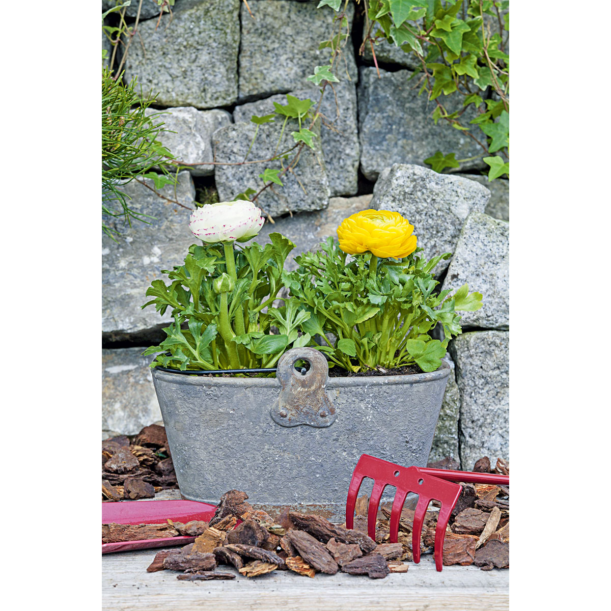 Plantiflor Ranunkel Topf Durchmesser 11 cm Bild 7