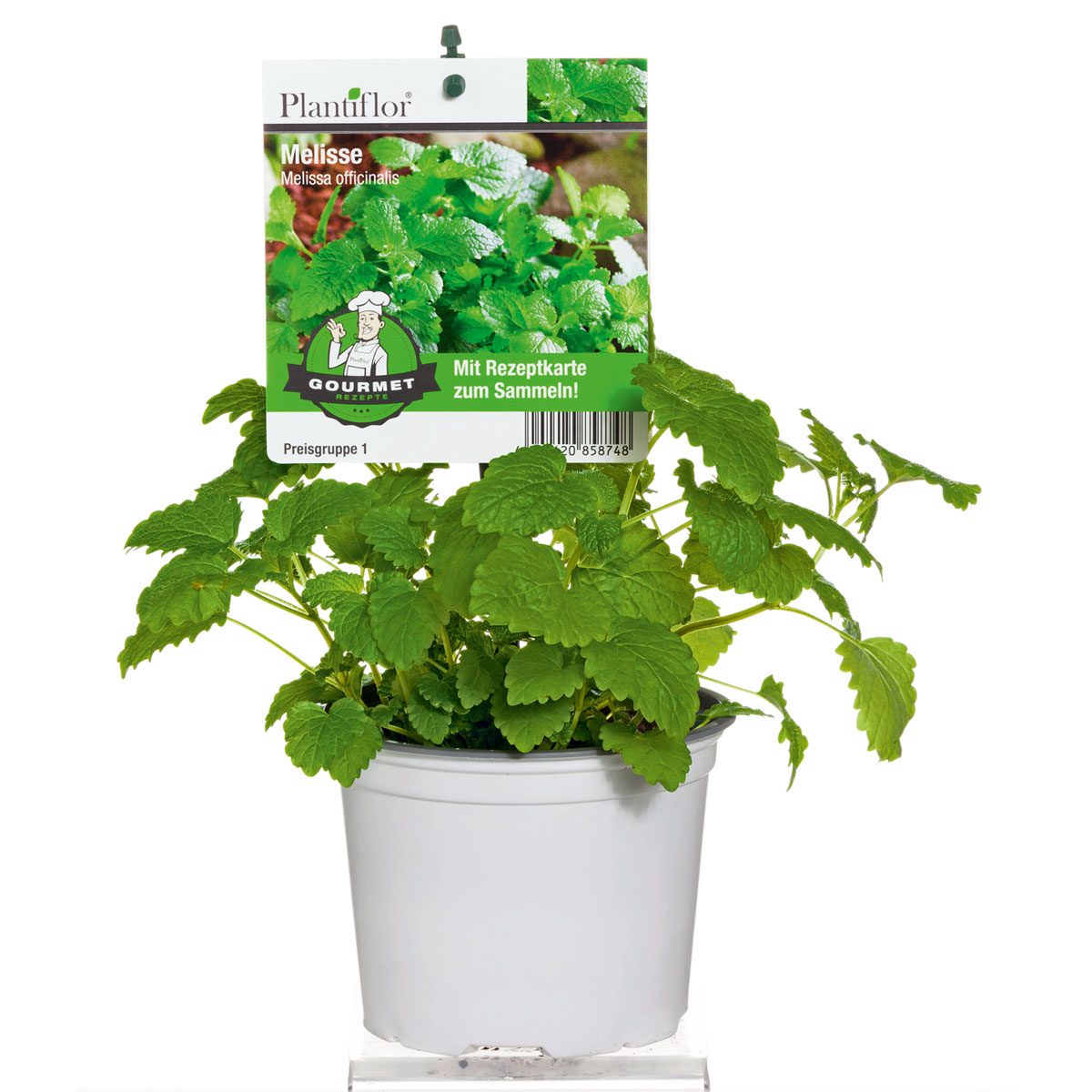 Plantiflor  Gourmetkräuter Melisse im Topf Durchmesser 12 cm Bild 3