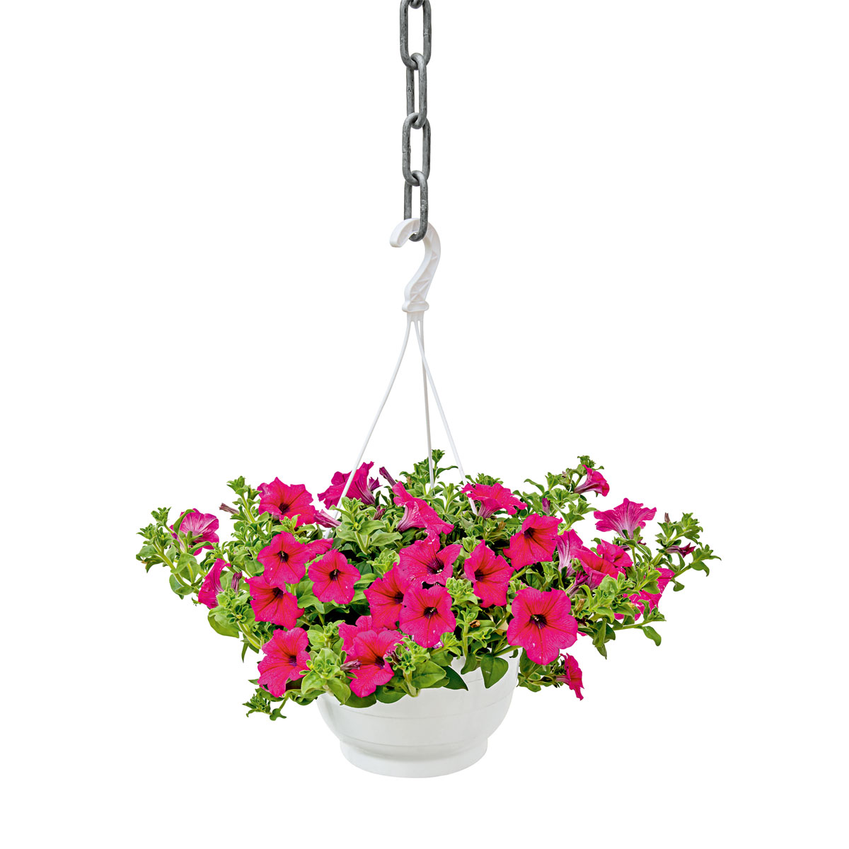Plantiflor Ampelpflanze Petunie Topf- Durchmesser 21 cm