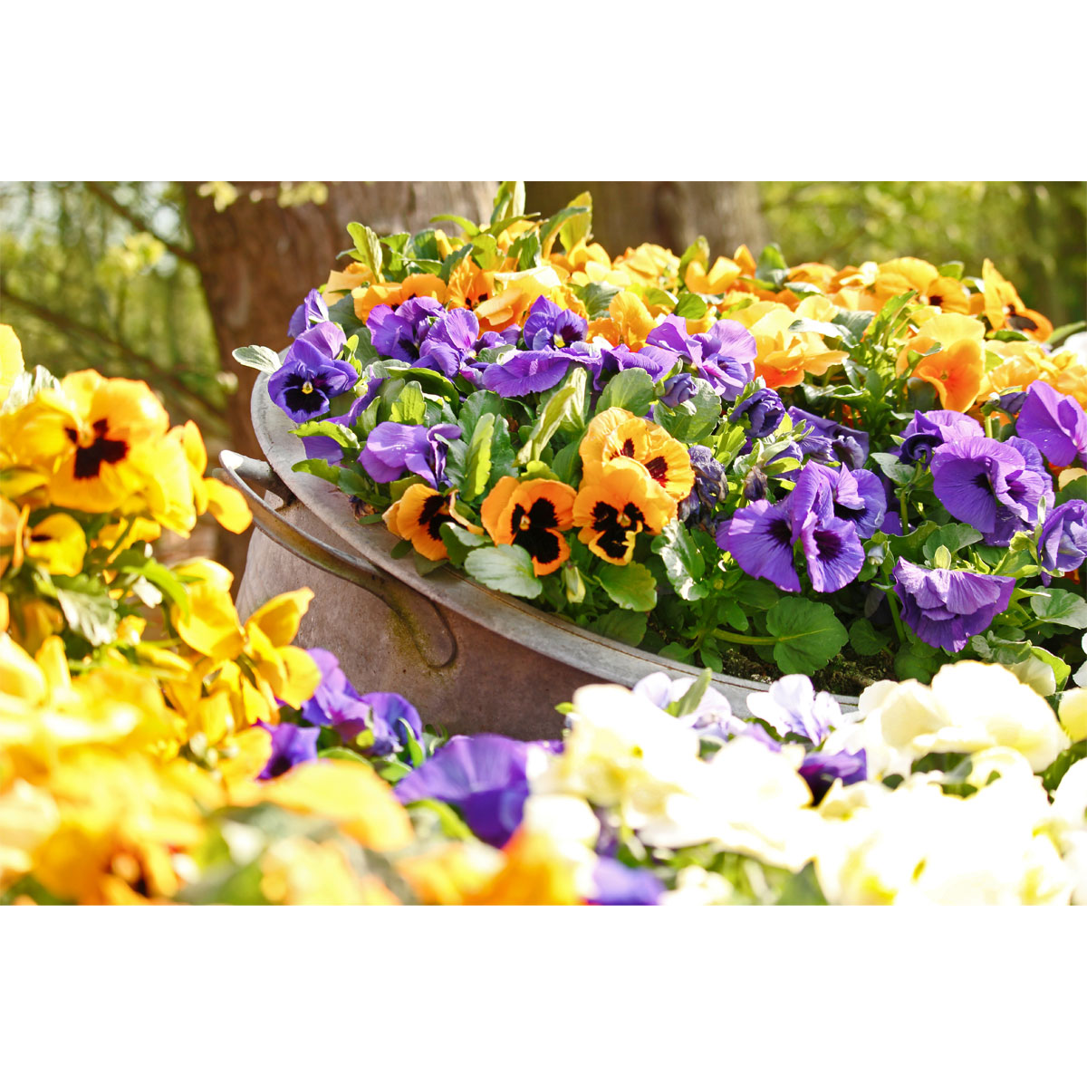 Plantiflor  Stiefmütterchen Topf Durchmesser 9 cm Bild 3