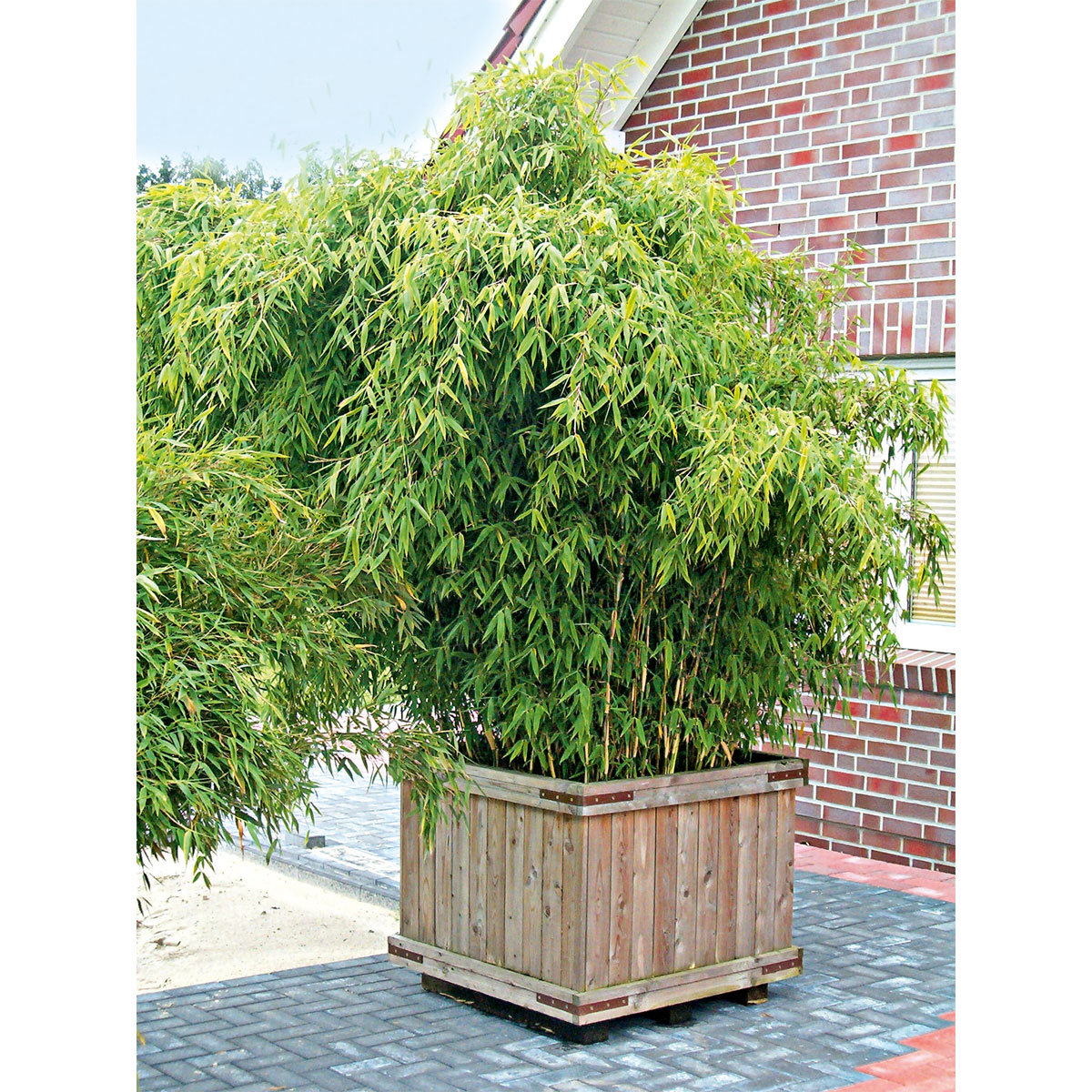 Plantiflor  Gartenbambus Fargesia Schirmbambus Topf Durchmesser 23 cm Bild 3