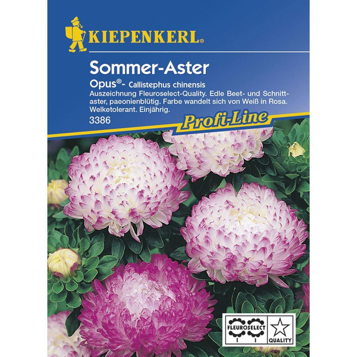 Kiepenkerl Sommeraster Opus Profi-Line Bild 1