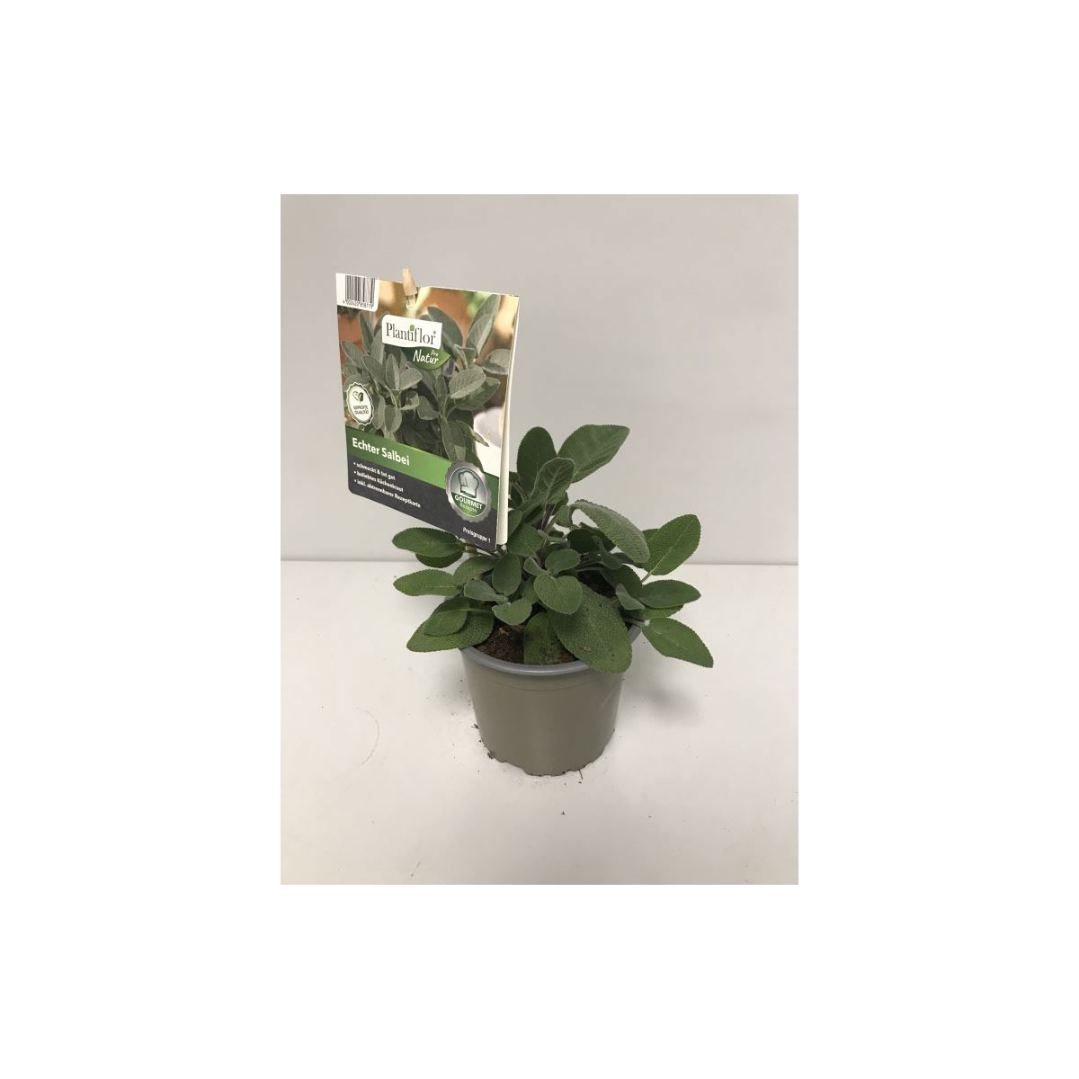 Plantiflor Gourmet Aroma-Salbei T12 Plantiflor Gourmet Aroma-Salbei T12