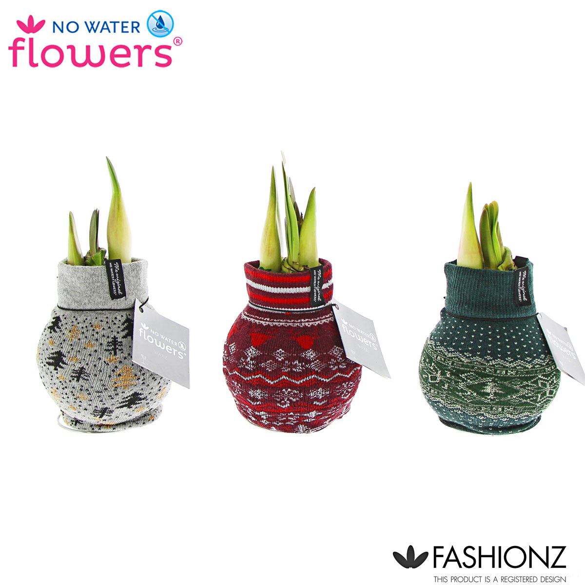 Plantiflor  Amaryllis mit Socke gewachst ca 32 cm Bild 4